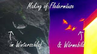 Spectacular thermal images of bats | hibernation and maternity roost | making of