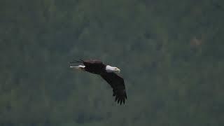 The Art of the Hunt: Eagle Catches Fish in Canadian river