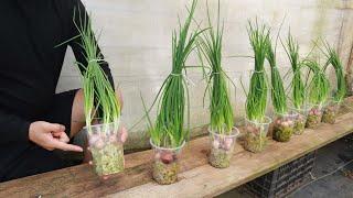 A friend showed me a great secret to growing green onions without soil.