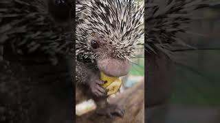 Sweet PorcupineBe sure to listen to the chewing sounds