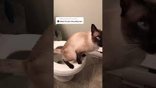 قط سيامي يقضي حاجته في مرحاض | Chat siamois qui fait pipi dans les toilettes #shorts