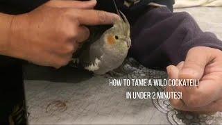 How To Tame A Wild And Aggressive Cockateil! In UNDER 2 Mins!