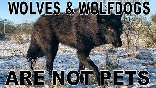 You CANNOT Own A Wolf or Wolfdog - This is why...