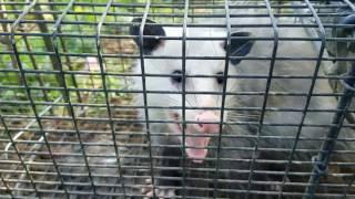 Growling opossum