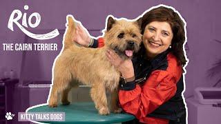 Show Grooming | Rio the Cairn Terrier Dog | Kitty Talks Dogs - TRANSGROOM