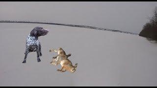 Охота на зайца с курцхааром. Hunting for hares