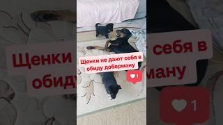 Щенки не дают себя в обиду доберману #щенки #доберман #доберманГраф