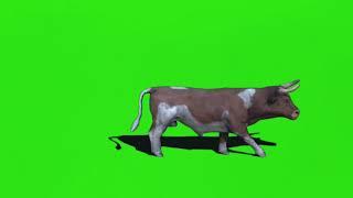 Cow  Animated Green screen video with sound for editing || Cow HD green screen video