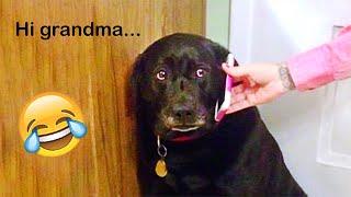 I Regret Not Buying A Dog Sooner| Funny Dogs| The Pet Zone