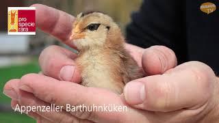 Allerlei zum Ei - Ganz spezielle Hühner