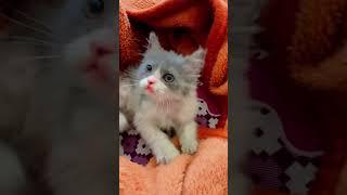 #cute #cat #love #status #shorts #trending #viralvideo #youtubeshorts