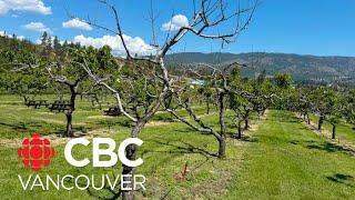 Okanagan fruit farmers switch crops to try to salvage their season