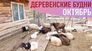 Деревенские будни. Октябрь. /Семейная ферма. Жизнь в деревне.