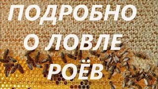 Как поймать рой пчел в лесу. Рассказываю подробно. | НАЕДИНЕ С ПРИРОДОЙ