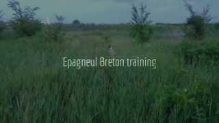 Epagneul Breton - Brittany Pointing a Wild Pheasant at 8 months old