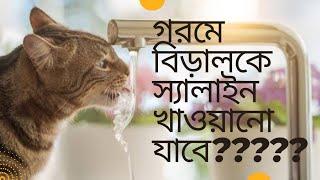 এই গরমে বিড়ালের যত্ন/salaine is good or bad for cat? How to make salaine for cat? #catsummercare