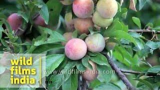 Juicy plums from the Himalaya