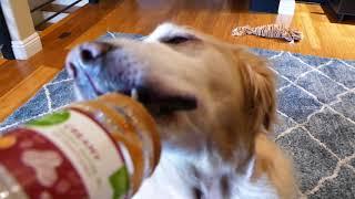 Dog ASMR 1 Hour - Dog Licking Peanut Butter Out of an Empty Jar - Golden Retriever