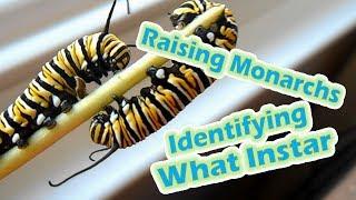 Raising Monarchs - Identifying What Instar (Help The Monarch Butterfly)