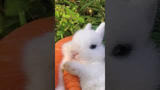 The little rabbit is lying down and eating carrots leisurely. Cute pet debut plan. Rabbit