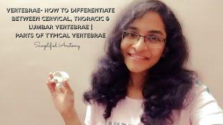 VERTEBRAE | PARTS & DIFFERENTIATION | ANATOMY | SIMPLIFIED 