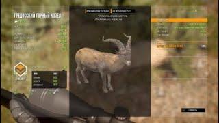 Бриллиант Гредосский горный козел|the Hunter Call of the Wild