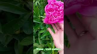 люби,чтобы жить