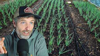 Why Not Trim Onions Before Planting + Growing Onions from Seed Tips and Tricks