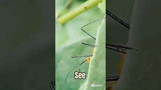 The Predator Control Pests? #shorts #insects #assasin #bug #thebugbusterman