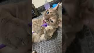 Gumbus is so brave  #cat #entertaininganimals #funnyanimal #catsofyoutube #funnycat #funnypet