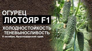 Огурец Лютояр F1. Холодностойкость. Теневыносливость.