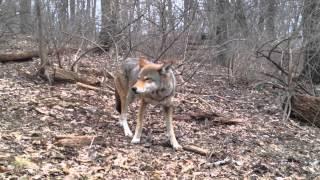 A Quiet Encounter With A Red Wolf