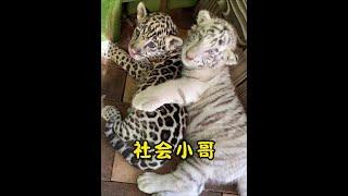 貓貓三巨頭也能在一起和諧的生活#老虎 #美洲豹 #動物世界 #神奇動物在抖音
