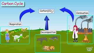 Carbon cycles |Our Ecosystem(Part-1) | Science | Grade-7,8 | Tutway |