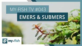 Aquarienpflanzen über und unter Wasser | my-fish TV