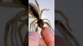 Camel Spider bite! #spider