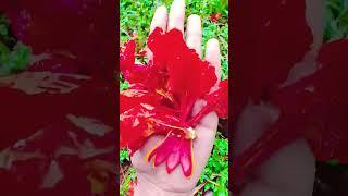 #beutifullflowergarden#garden #rosegarden