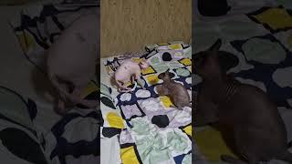 CATS  Саша  Даша =-Sphynx fight  #sphynx #сфинксы