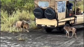 male lion hide behind car and attack wildebeest calf separate to her mother video