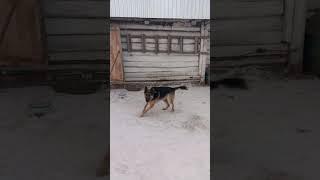 Кто из деревни? Ставим лайки! #деревьня