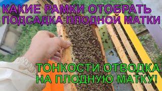 КАК СДЕЛАТЬ ОТВОДОК НА ПЛОДНУЮ МАТКУ тонкости по подсадке ПЛОДНОЙ МАТКИ осмотр молодых отводков ️