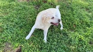 Kona Star the Yellow Lab at park