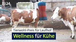 Kühe mit vielen Freiheiten: Laufhof mit moderner Technik erhält Tierwohl-Preis | Abendschau | BR24