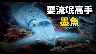 墨魚：它是變色狂魔，不僅戲耍其它動物，還給同類帶綠帽！墨汁拌麵是美味！