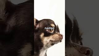 Subscribe for more facts! #love #animals #dogowner #subscribe #facts #dogbreed #dog #funny #fun
