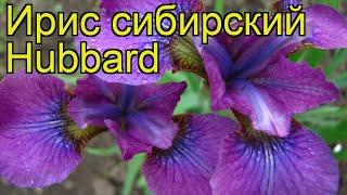 Ирис сибирский Хаббард. Краткий обзор, описание характеристик iris sibirica Hubbard