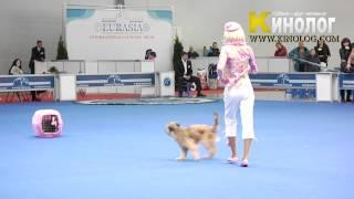 Dog dancing show "Eurasia  2012 / Russia / Moscow". Freestyle.