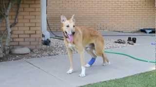 Dingo walking Update