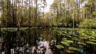 Okefenokee Swamp | Georgia Outdoors