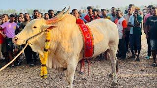 Bull  fight. Arjun vs Akbar . Arjun win